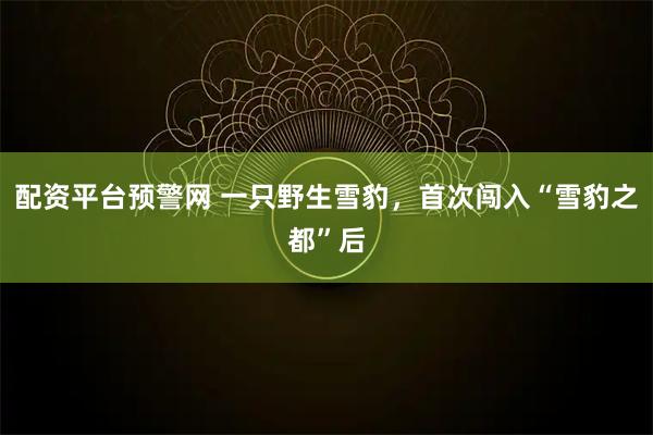 配资平台预警网 一只野生雪豹，首次闯入“雪豹之都”后